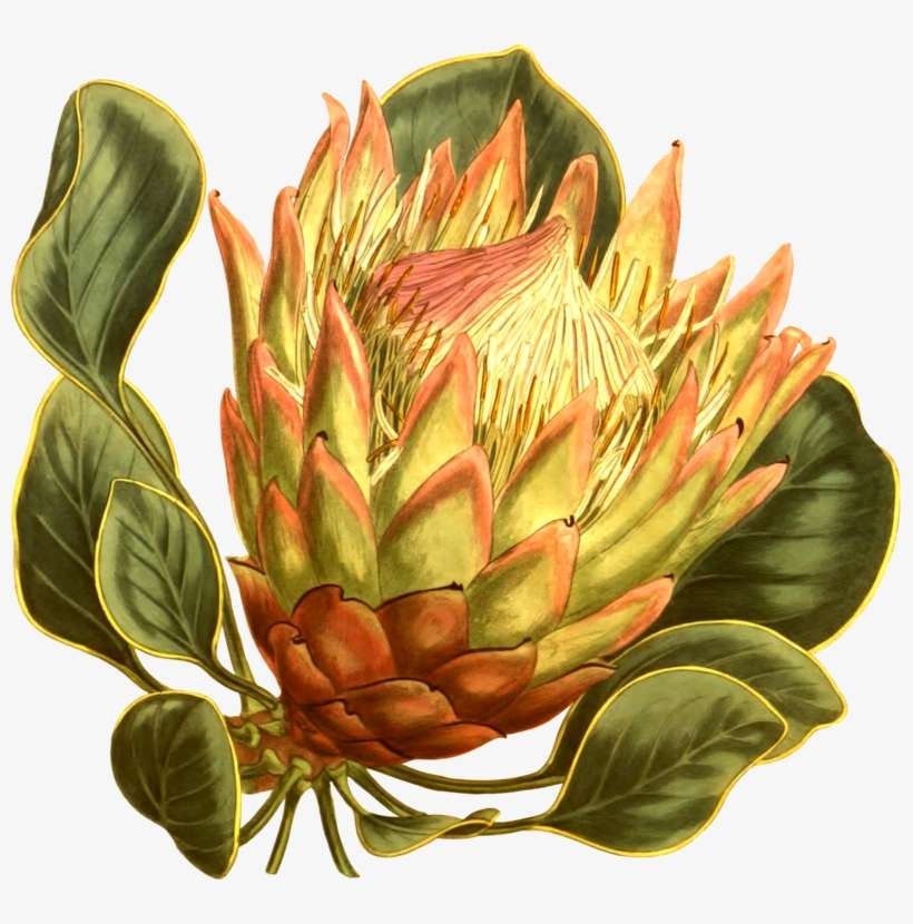 Image Royalty Free Fynbos King Protea Curtis S Magazine - South African Plant Png, transparent png download