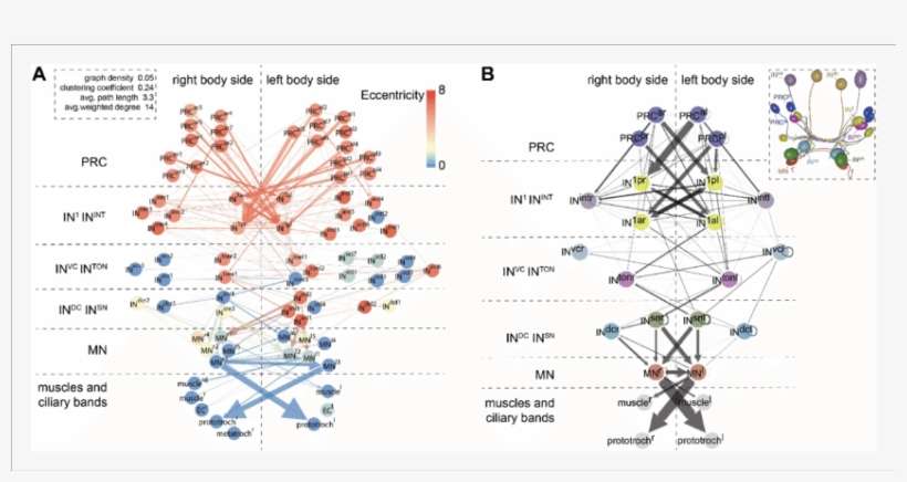 Network Analysis Of The Visual Eye Circuitry - Diagram, transparent png download