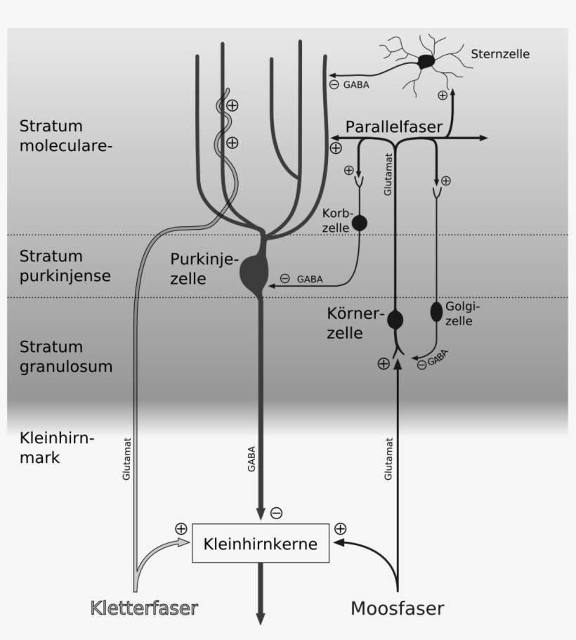 Cerebellar Circuit Grayscale German - Cerebellar Circuitry, transparent png download