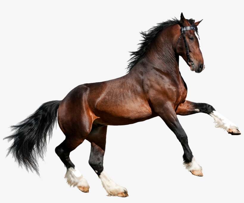 Torocaballo - Imagenes De Un Caballo Png, transparent png download