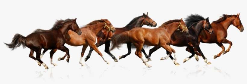 Caballos Buscar Con Google - Running Horses, transparent png download