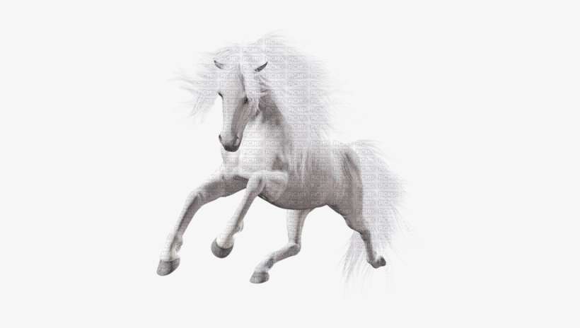 Caballo - White Horse Transparent, transparent png download
