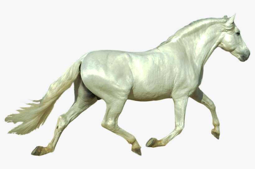 Follow Us - Stallion, transparent png download