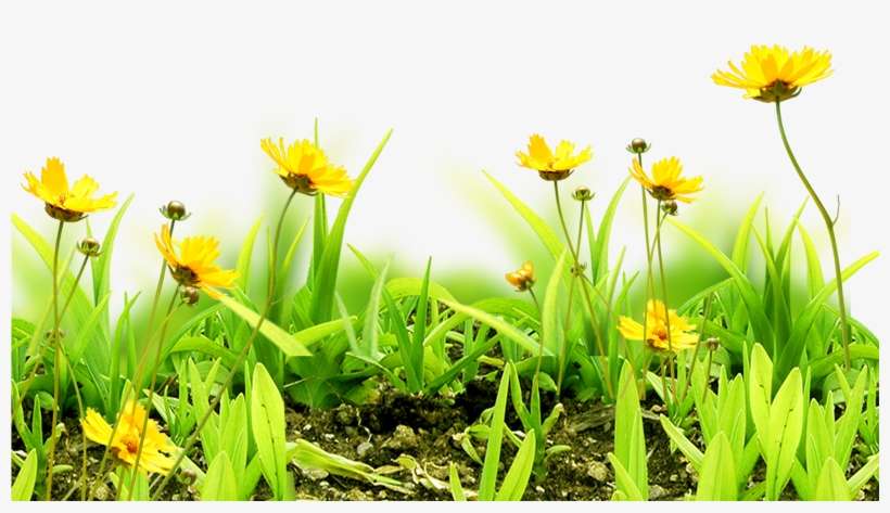 Meadow Flower Sky Grass - Flower, transparent png download