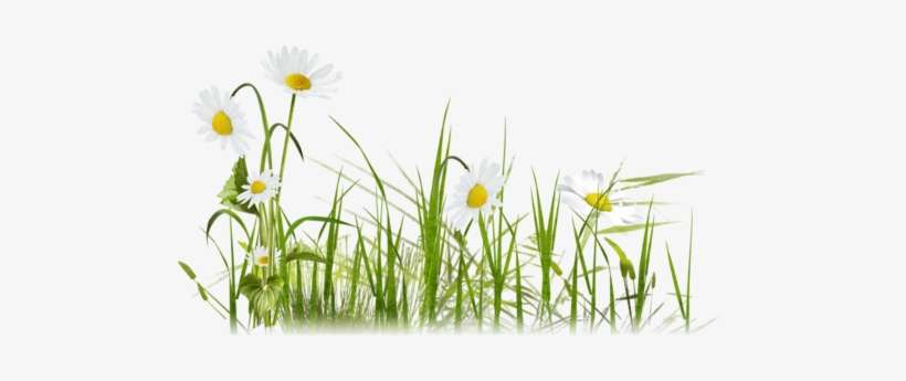 Cornflower Drawing Meadow Flower - Ромашки На Прозрачном Фоне, transparent png download