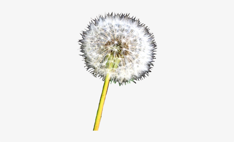 Dandelion Clip Art, Orange Flower - Dandelion Flowers Transparent Background, transparent png download