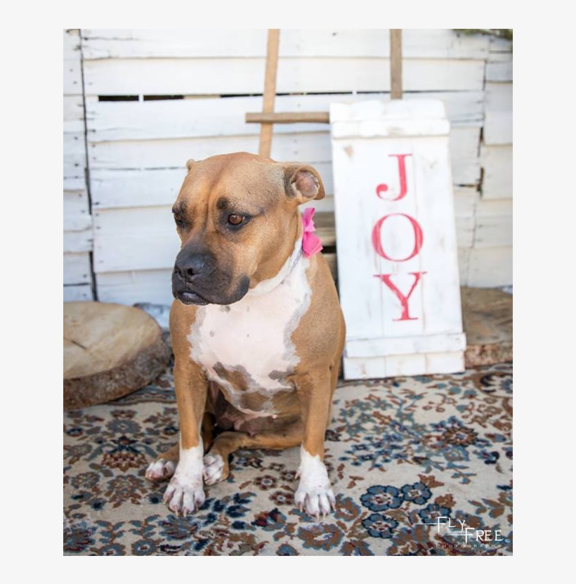 Bonnie - Pit Bull, transparent png download