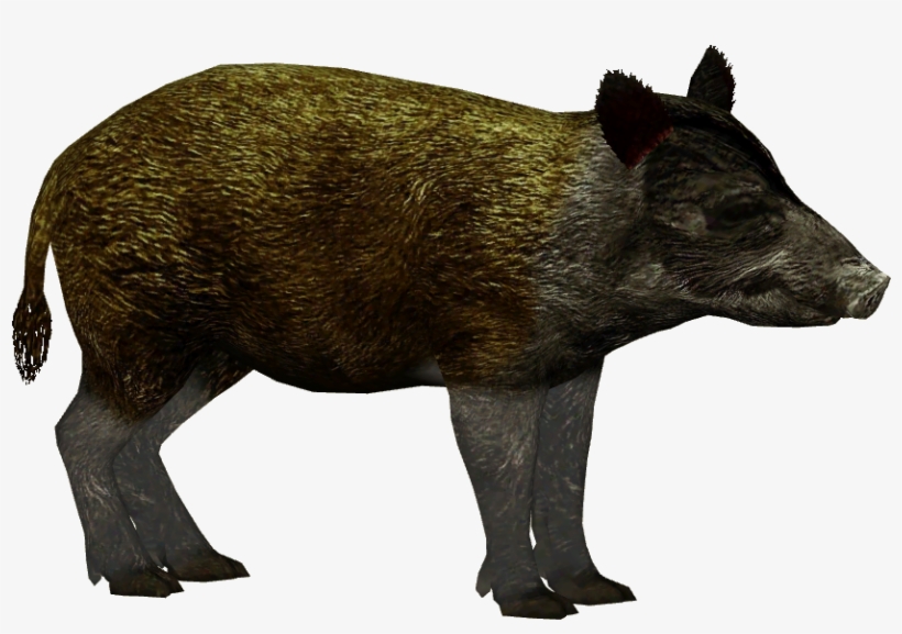 Pygmy Hog 2 - Pygmy Hog, transparent png download