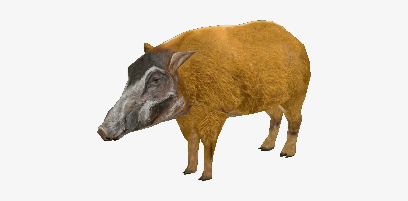 Red River Hog - Zoo Tycoon 2 Red River Hog, transparent png download