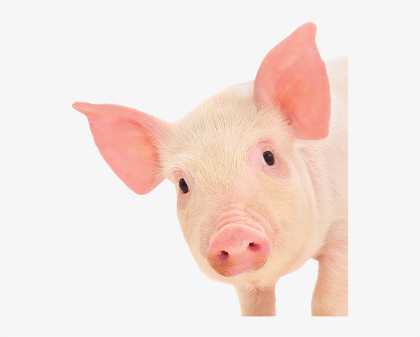 Pig On The Pond 2014 Clermont Fl - Pig Png, transparent png download