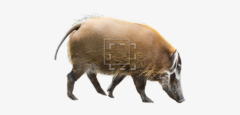 Parent Category - Bison, transparent png download