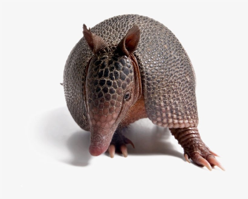 Armadillos And Yellow Lines, transparent png download