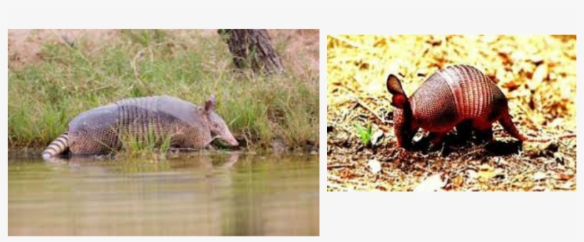 Armadillo Lifecycle, transparent png download