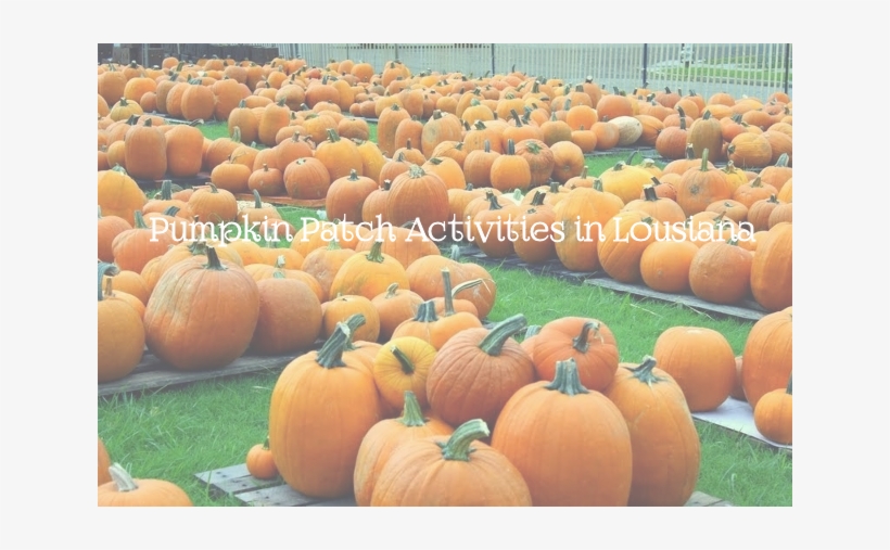 Fall Starts On September 22nd And That Means It Pumpkin - Louisiana, transparent png download