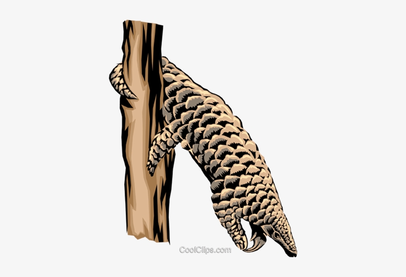 Armadillo Royalty Free Vector Clip Art Illustration - Manis, transparent png download