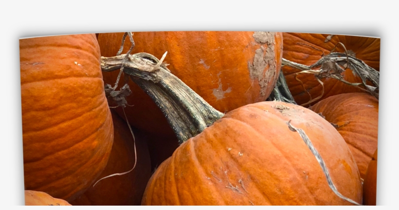 Oklahoma Perennial Flower Guide - Oklahoma, transparent png download