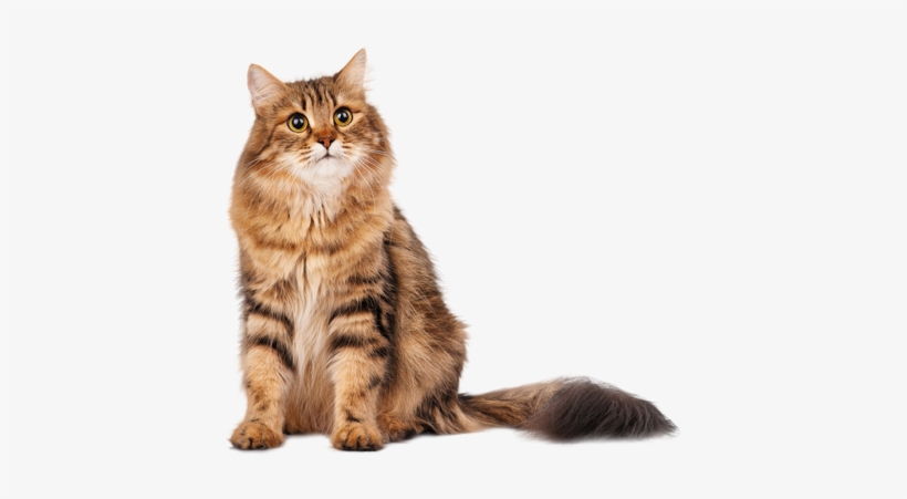 Os Cães Podem Ser Treinados Com Mais Facilidade - Siberians By Betsy Rathburn, transparent png download