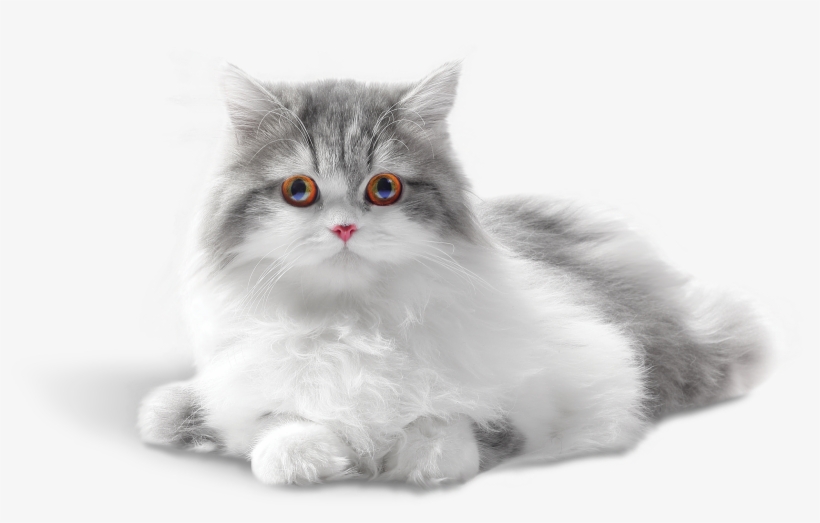 Png Para Descargar Y Compartir, Imágenes De Hermosos - Gifs Tá Tudo Bem, transparent png download