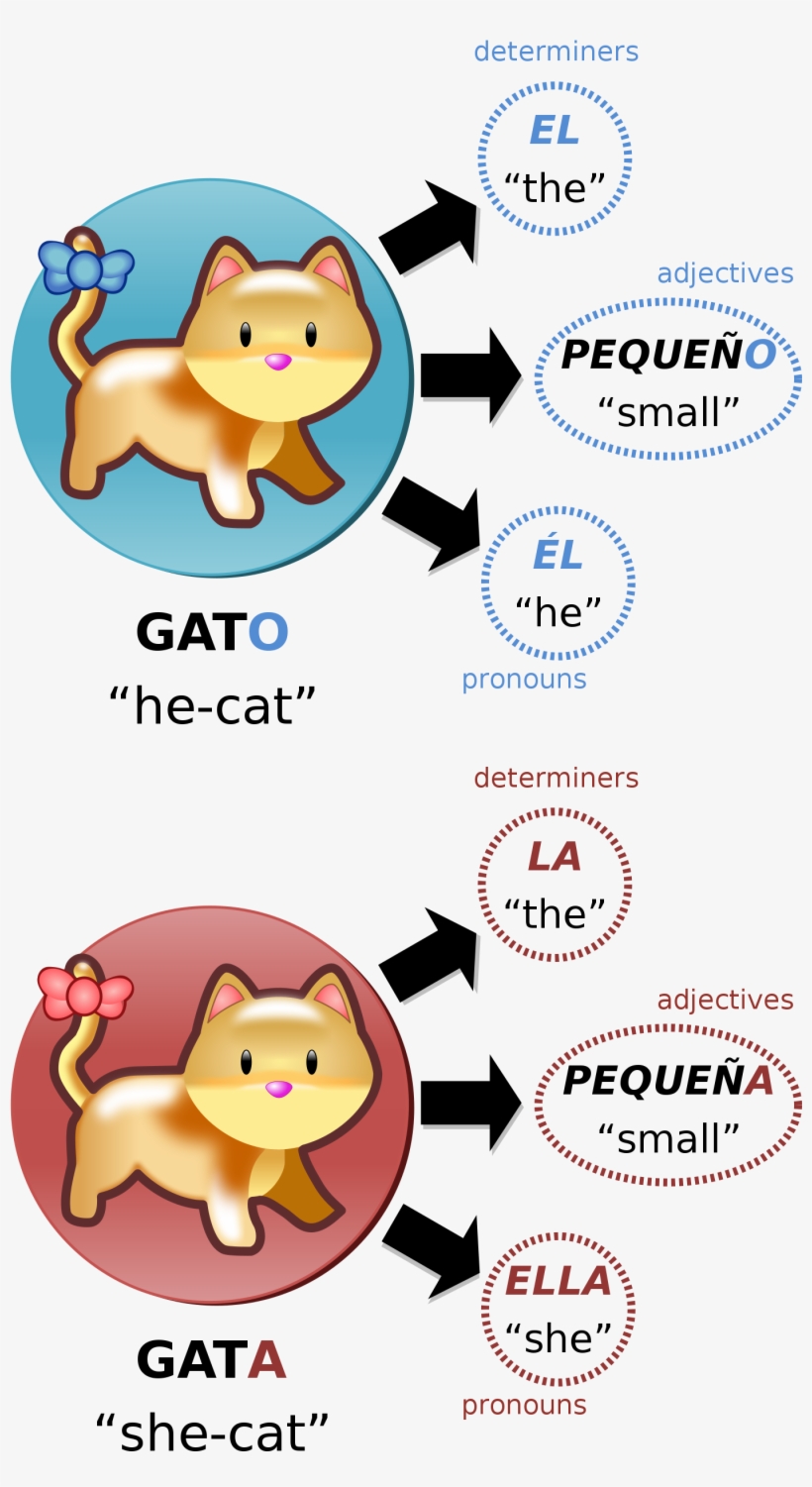 Gato Vs Gata, Illustration Of Grammatical Gender In - Grammatical Gender, transparent png download