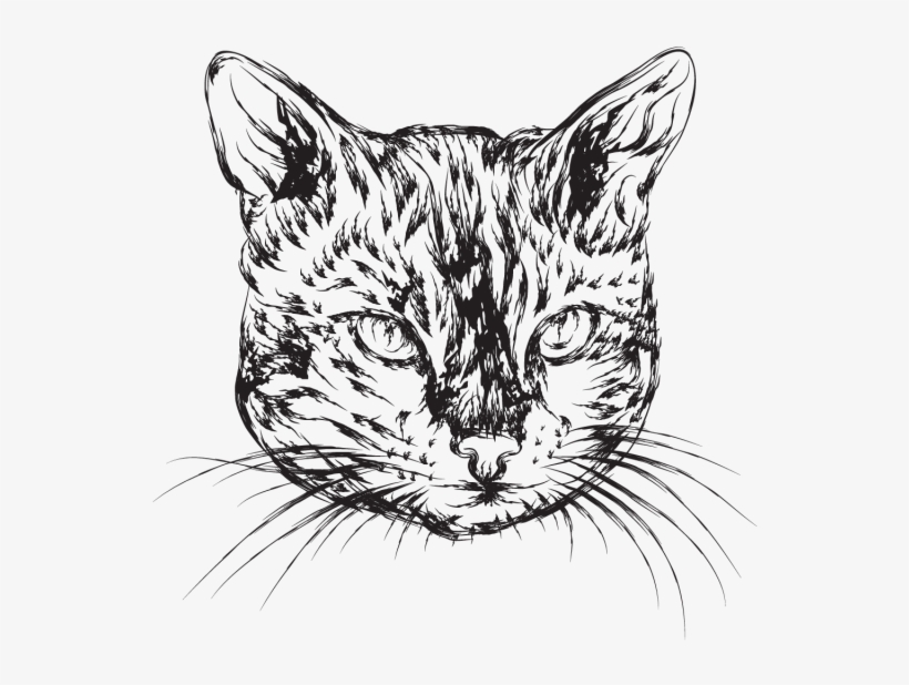 Mão Desenhada Ilustração De Gato - Drawing, transparent png download