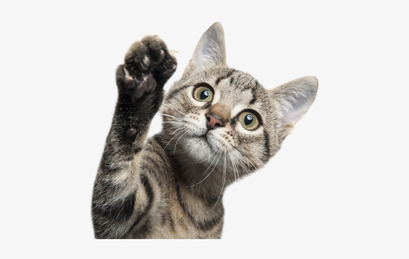 Se Você Está Pretendendo Adotar Um Gatinho, Mas Tem - Cat Shutterstock, transparent png download