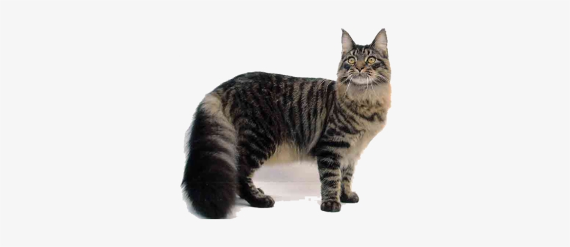 Gato Photo Gato - Maine Coon Savannah Cat Mix, transparent png download
