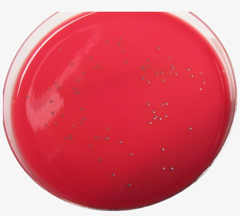 Smooth L'mono-trans - Listeria Monocytogenes On Dra Agar, transparent png download