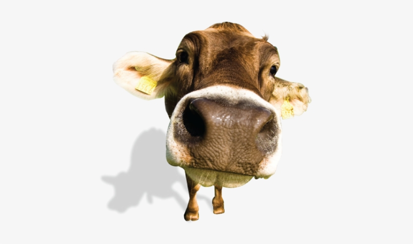 All Of That Right There Is Like Telling A Cow She Can't - 50" X 80" Blanket Comfort Warmth Soft Cozy Air Conditioning, transparent png download