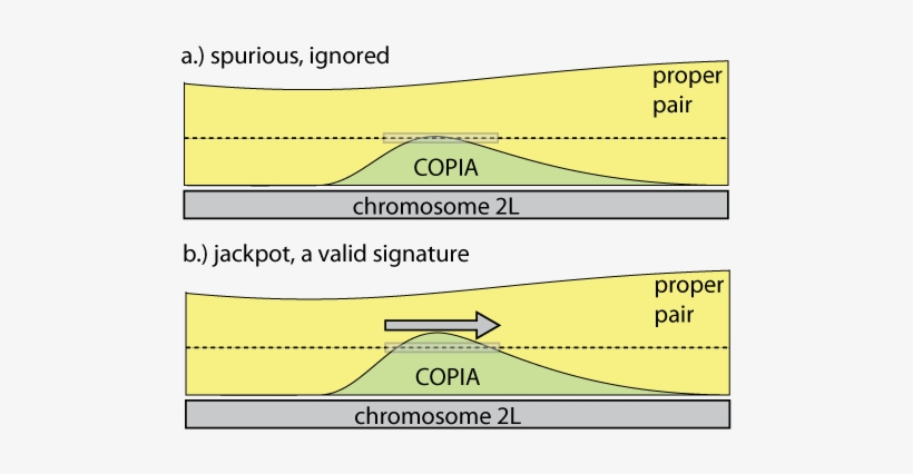 The Average Coverage In The Window Is Above The Minimum - Diagram, transparent png download