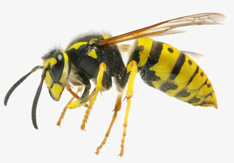 Wasp Png Background Image - Yellow Jacket Wasp, transparent png download