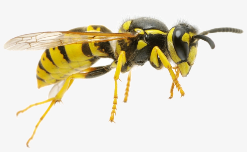 21 Dec Jl Pest Control Wasp - Yellow Jacket Bee Png, transparent png download