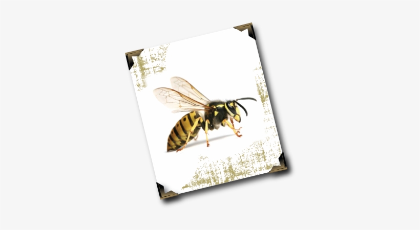 To Inflict Multiple Stings Meaning That For Certain - Pest, transparent png download