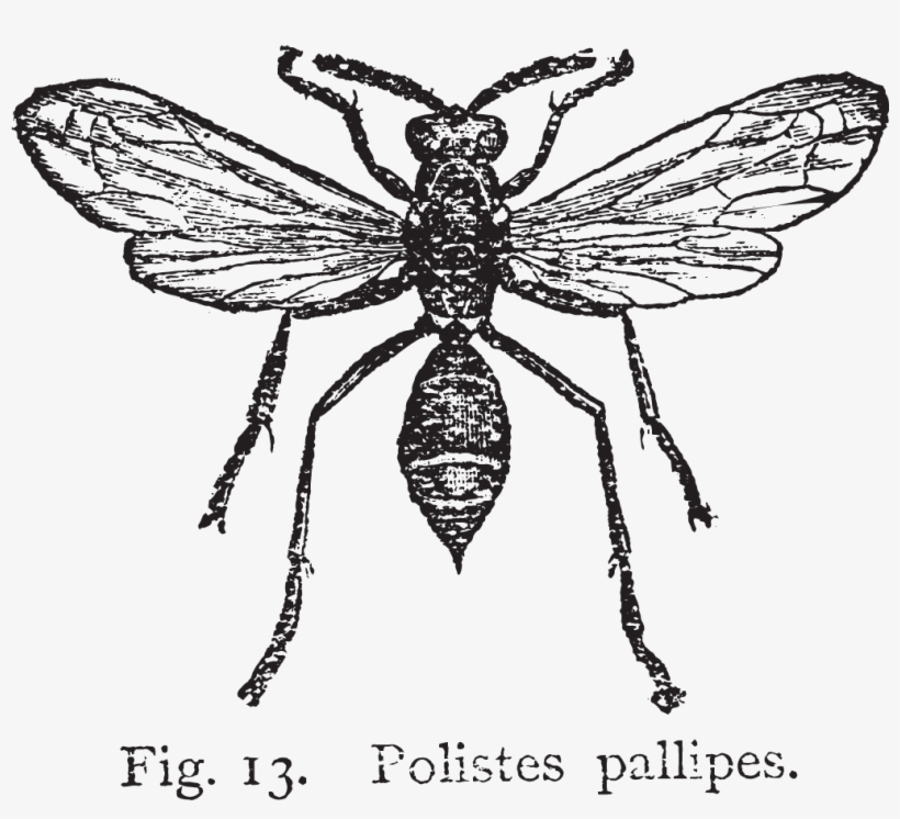 Free Vintage Wasp Graphic In Png - Wasp Nest Drawing, transparent png download