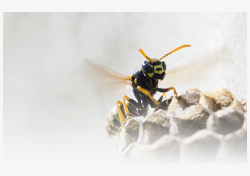 Shopping Cart - Hornet, transparent png download