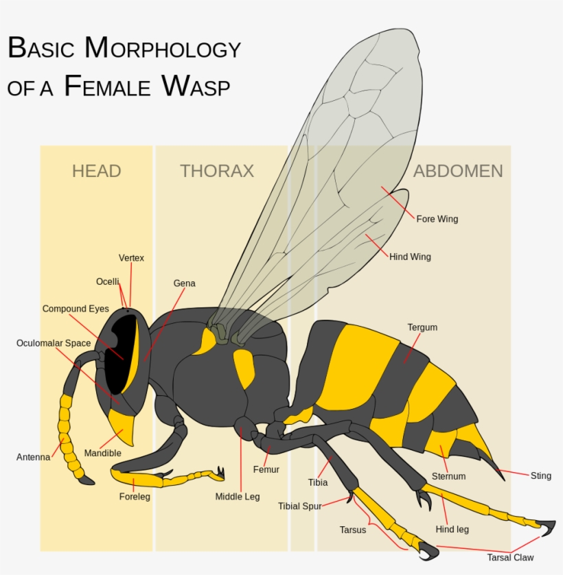 What Is A Wasp - Yellow Jacket Vs Wasp, transparent png download