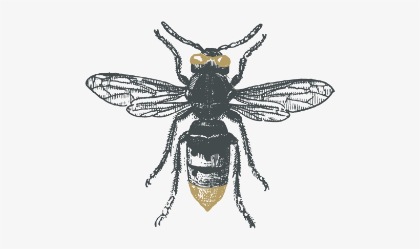 Sketch-wasp - Avispa Grabado, transparent png download