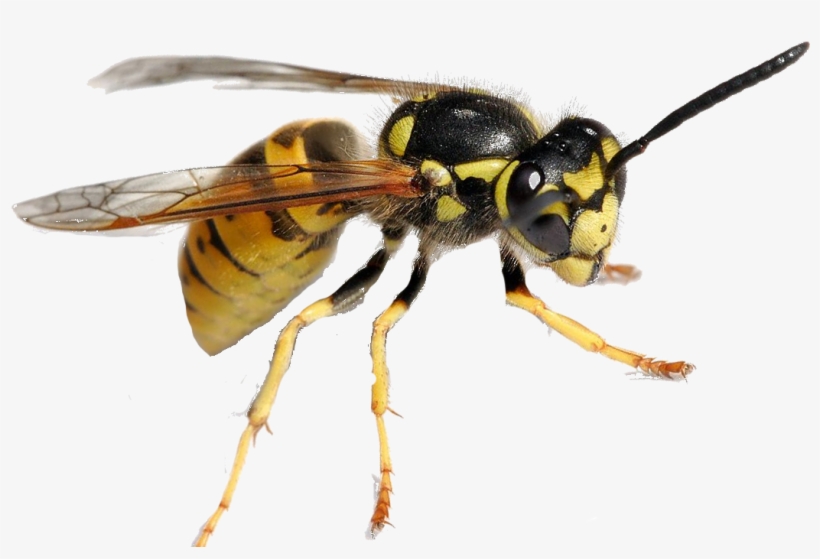 Dust As They Enter The Nest And Take It Inside Where - Bague Au Cabochon Vintage Avec Une Abeille, Femme, transparent png download