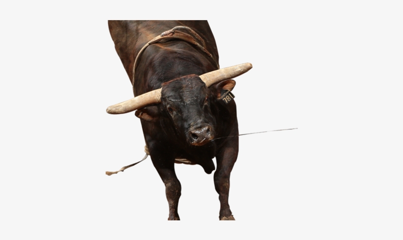 Asteroid Pbr Bull For Kids - Asteroid Pbr, transparent png download