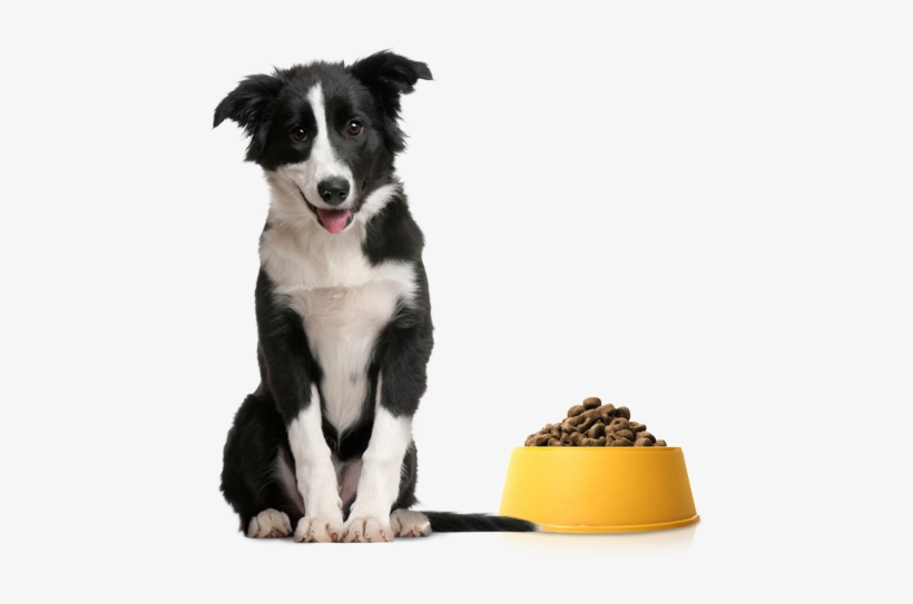 Chester Is A Champion Dog - Border Collie 4 Mesi, transparent png download