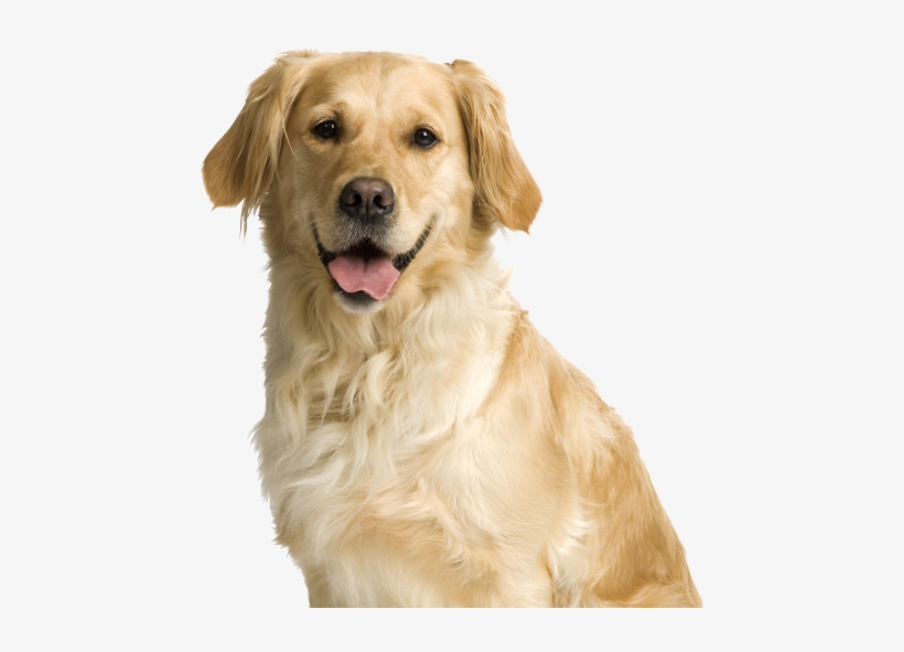 A Wonderful Blend Of High Quality Proteins, Botanical - Labrador Retriever Cream, transparent png download