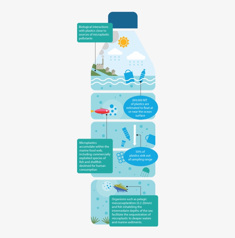 Plastic Bottle - Micro Plastic In Fish, transparent png download