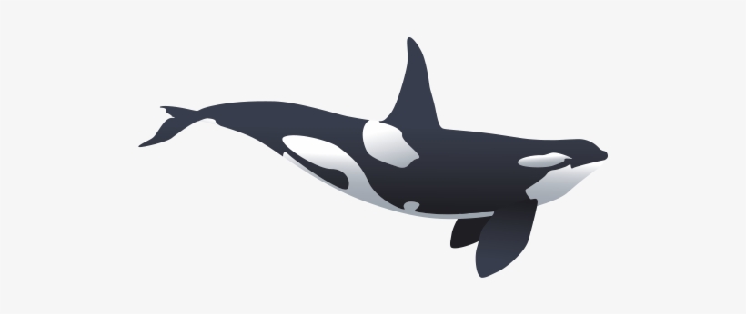 Big-orca - Killer Whale, transparent png download