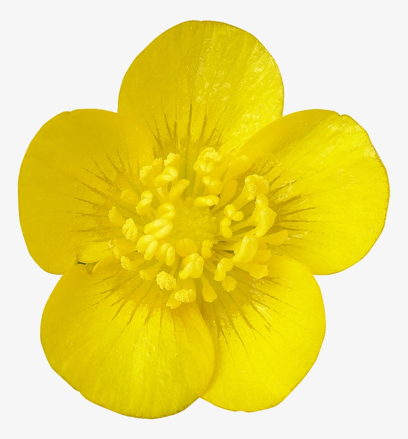 Buttercup Flower Png Png Black And White Stock - Buttercup Flower Png, transparent png download