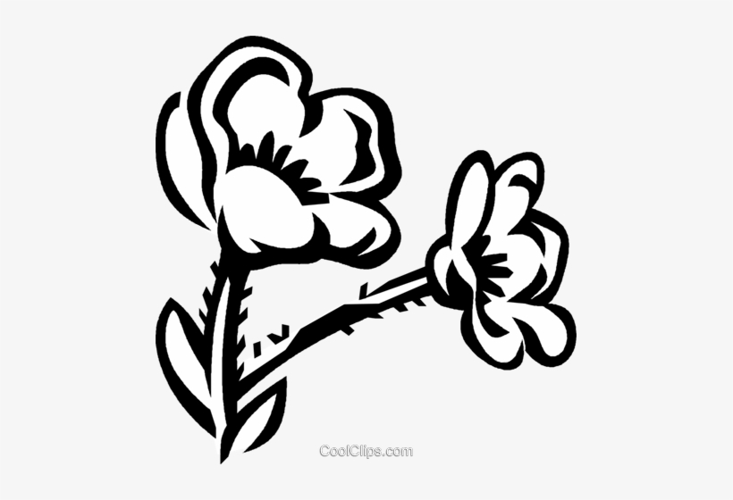 Buttercup Royalty Free Vector Clip Art Illustration - Buttercup Flower Clipart, transparent png download