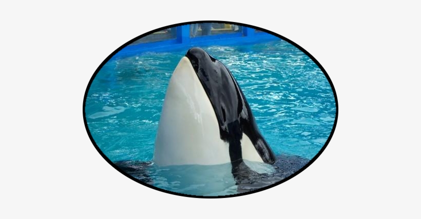 Orca Network News Release - Killer Whale, transparent png download