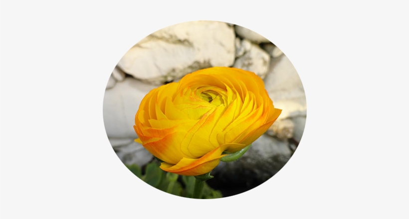 Ranuncolo Giallo - Riva Ligure, transparent png download