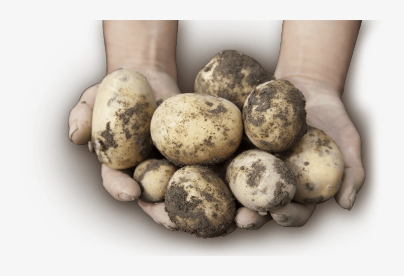 Maine Potatoes - Maine, transparent png download