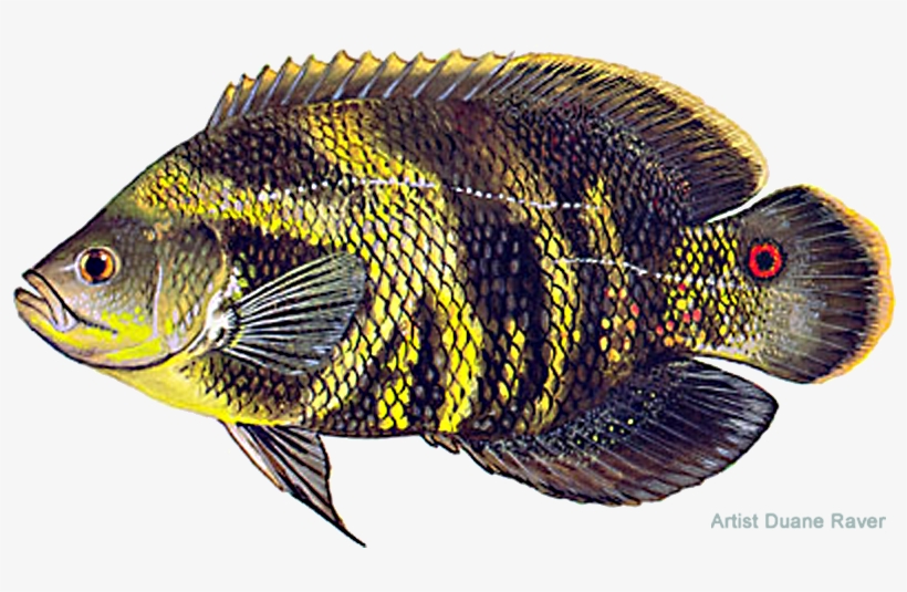 Oscar Okeechobee, transparent png download