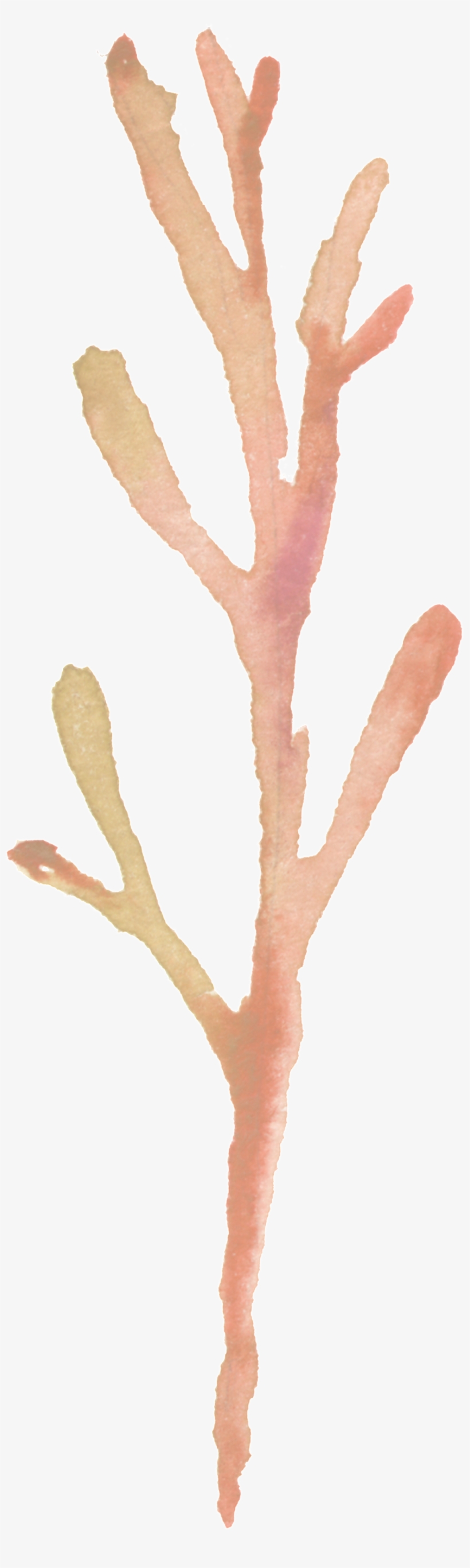 Transparent Ornamental For Stout Trunk - Watercolor Painting, transparent png download