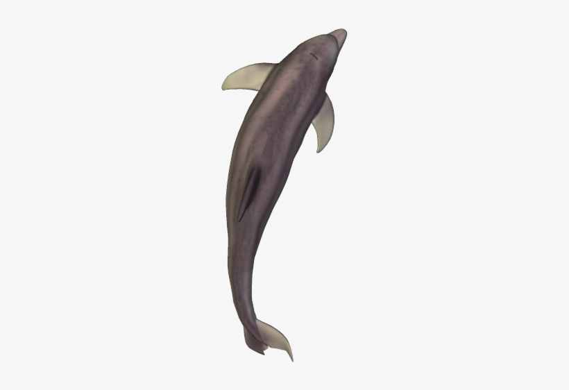71k Dolphin35 Kpl - Fish, transparent png download